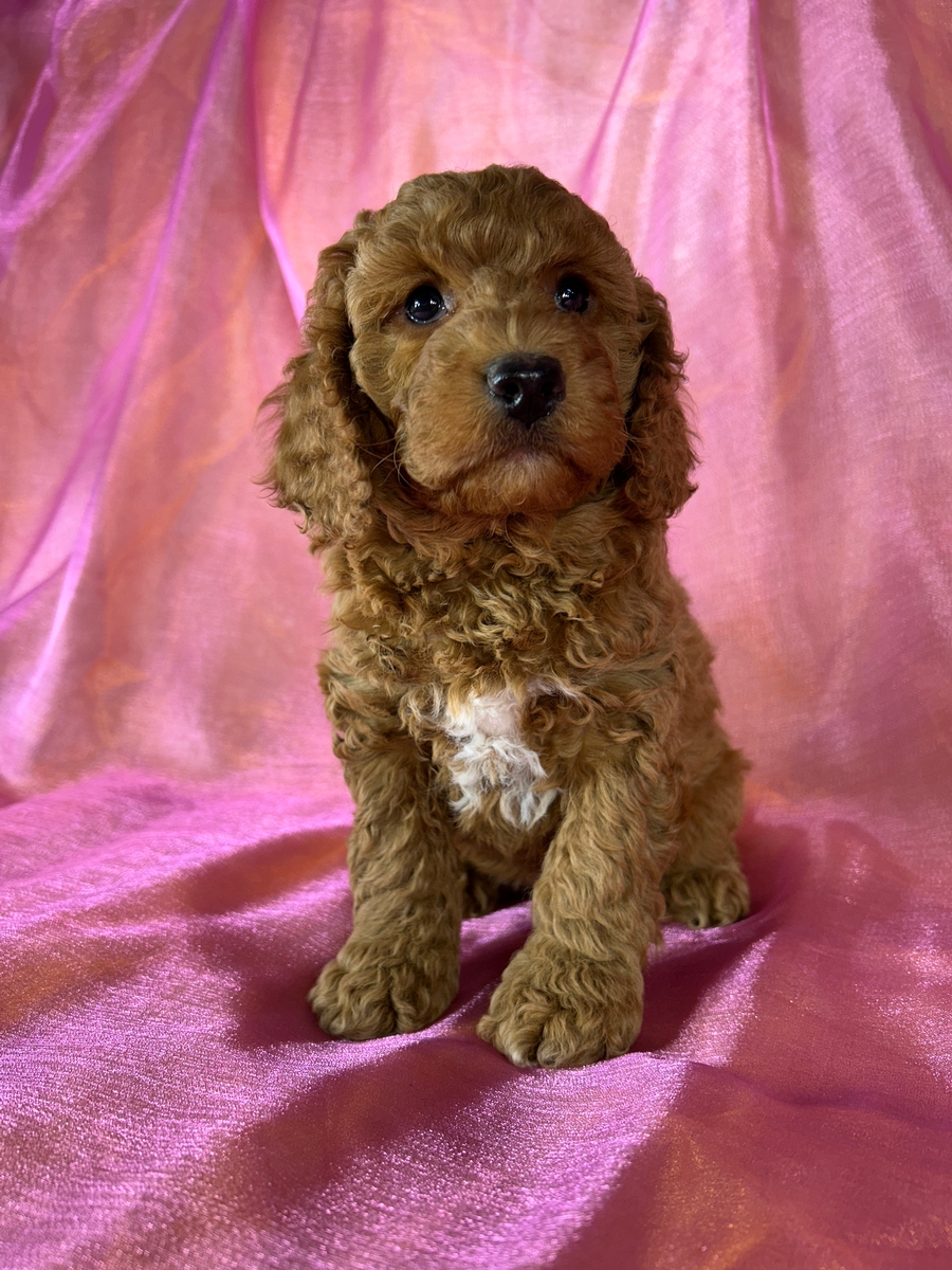 Female Cockapoo Puppy for Sale DOB 8-30-2026 $950